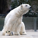 24 Montage-Eisbär-schmuck-Tiere_DSC3941-als-Smart-Objekt-1-NR-2--mit-schärfen